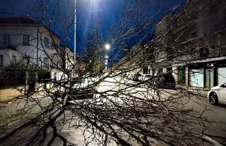 Danos árvore Coimbra